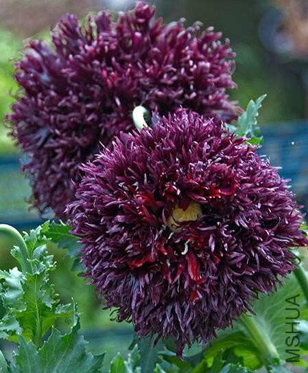 Papaver Black swan.jpg