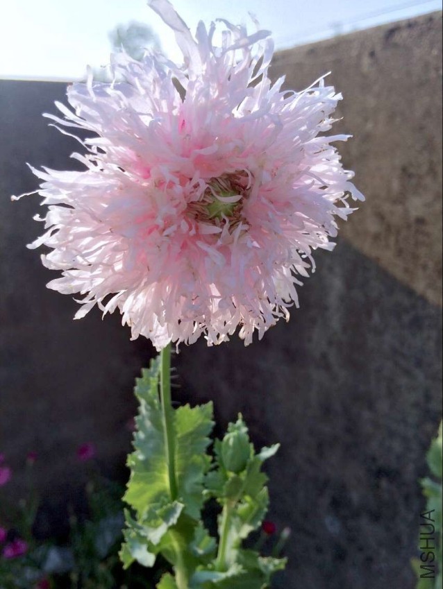 Papaver Lilac Pompon2.jpg