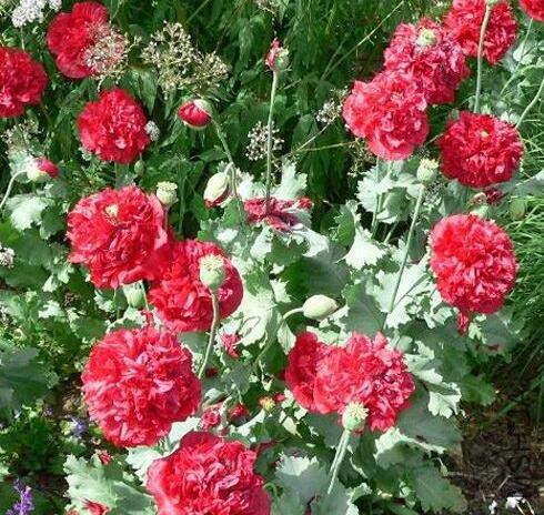 Papaver red Peony3.jpg