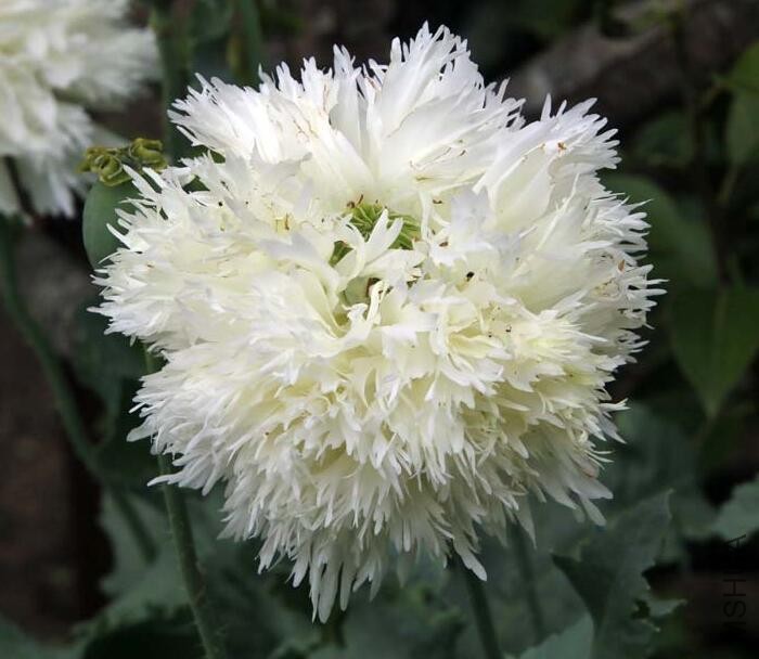 Papaver Swansdown.jpg