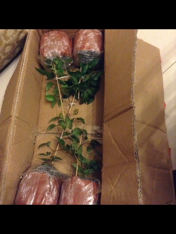 image.jpg