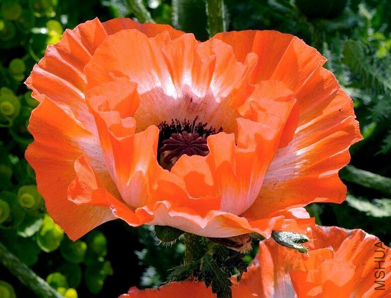 PAPAVER orientale Haremstraum2.jpg