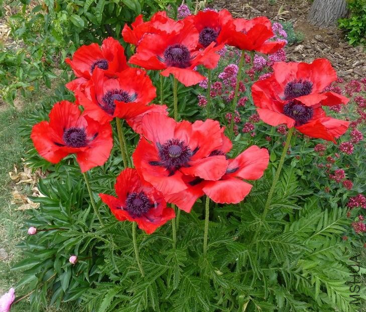 Papaver orientale Beauty of Livermere.jpg