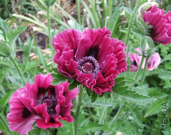 PAPAVER orientale Haremstraum3.jpg