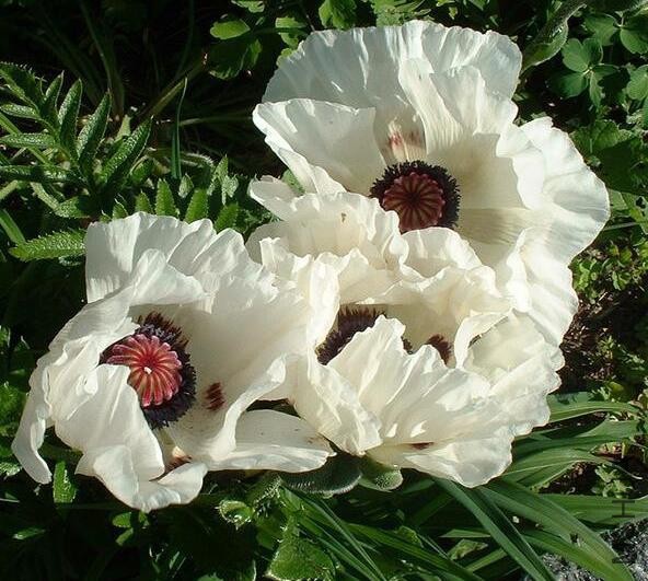 Papaver orientale Royal Wedding.jpg