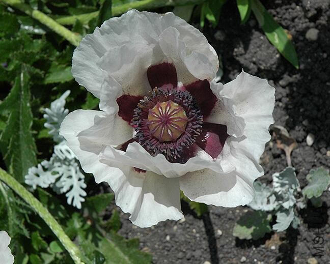 Papaver orientale Royal Wedding4.jpg