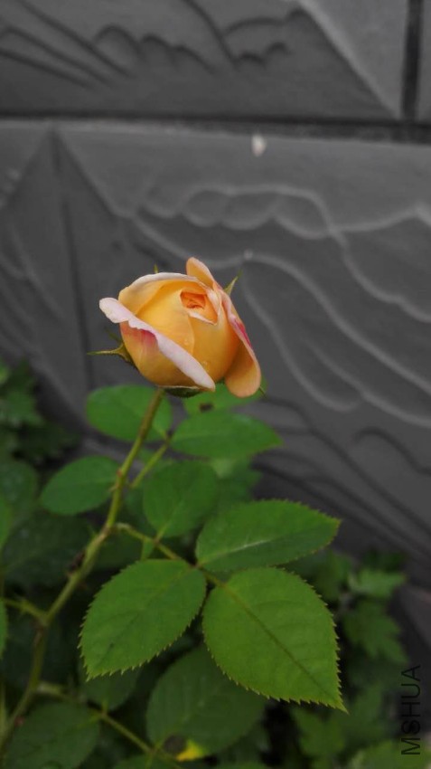 ΢��ͼƬ_20170525081811.jpg
