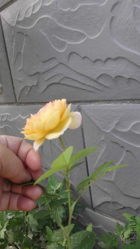 ΢��ͼƬ_20170525081804.jpg