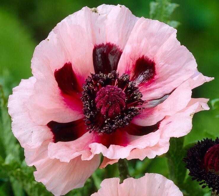 Papaver orientale Little Dancing Girl.jpg