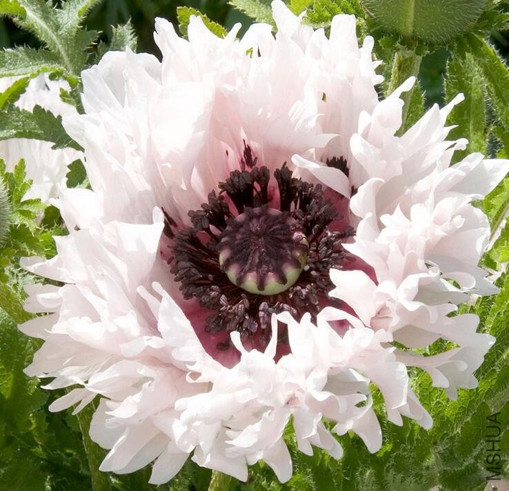 PAPAVER orientale Miss Piggy.jpg