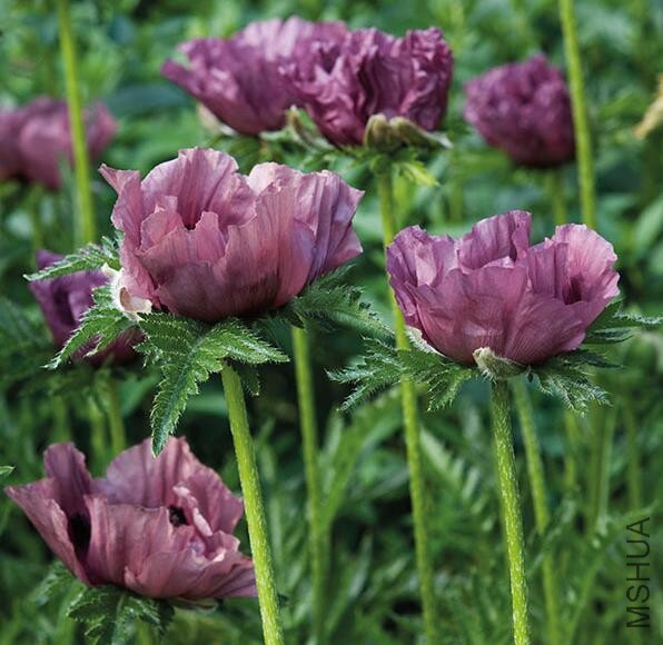 Papaver orientale Patty's Plum2.jpg