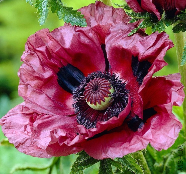 Papaver Orientale Patty's Plum.JPG
