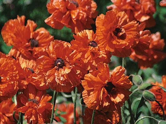 PAPAVER orientale plena Red Shades.jpg