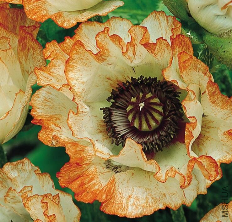 PAPAVER orientale Picotee.jpg