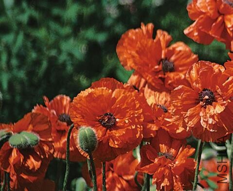 PAPAVER orientale plena Red Shades2.jpg