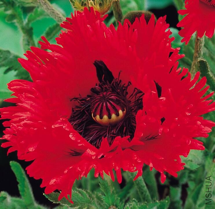 Papaver orientale Turkenlouis2.jpg