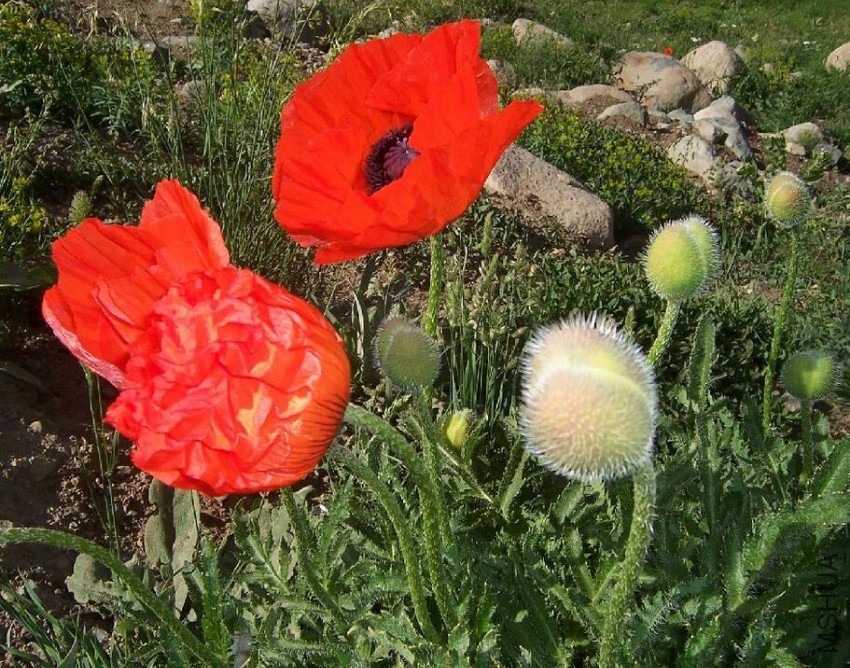 Papaver pseudo-orientale2.jpg