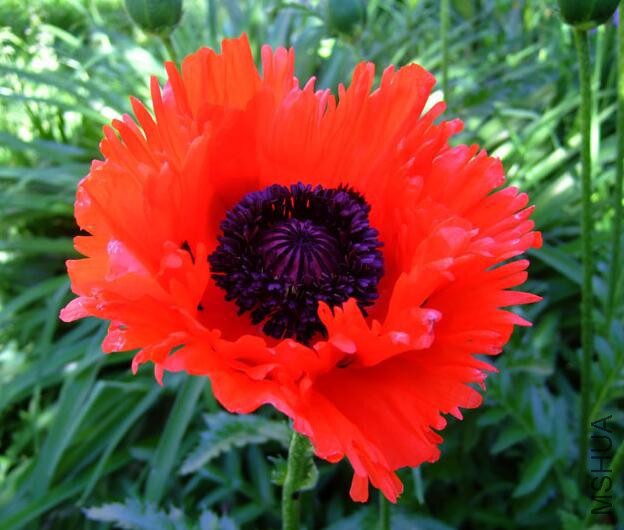 Papaver orientale Turkenlouis.jpg