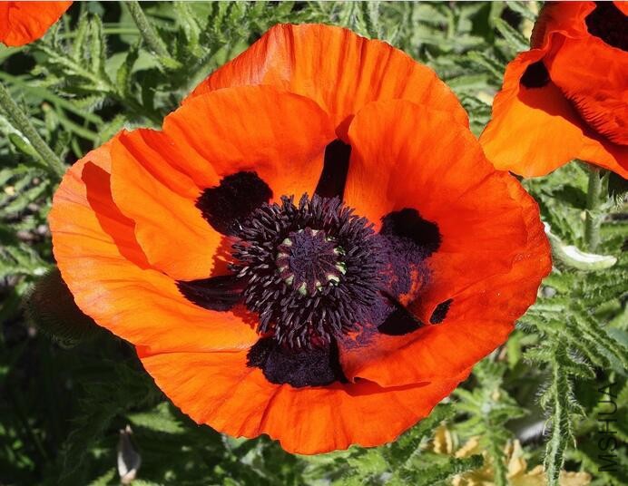 Papaver pseudo-orientale.jpg