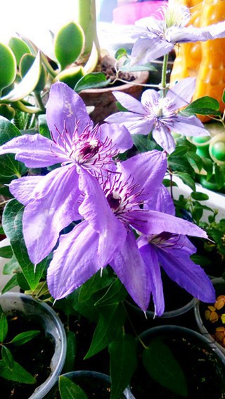 IMG_20170514_140946.jpg