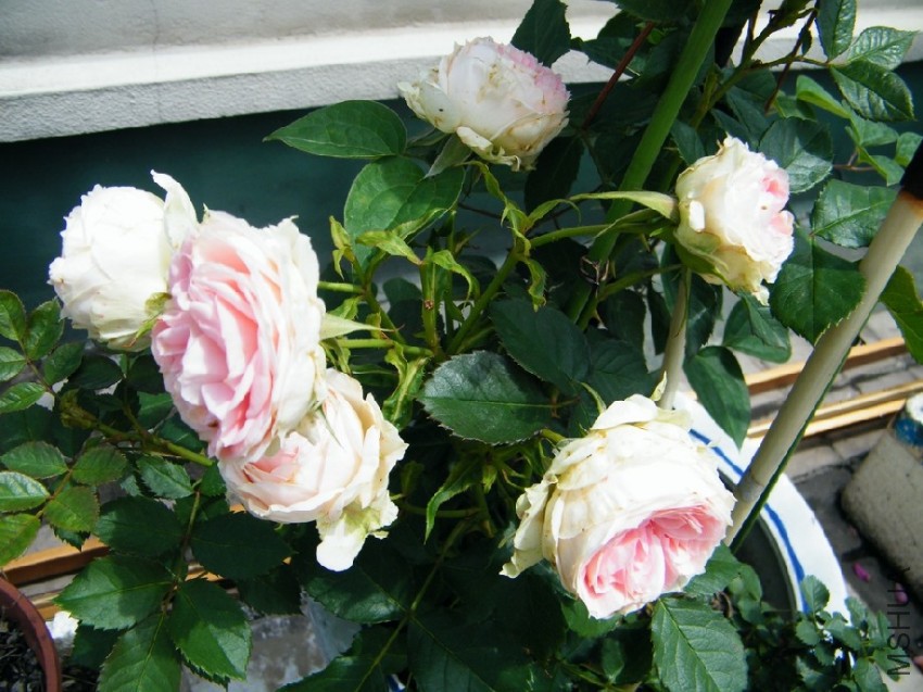 2017 05 10 013 ��������.jpg