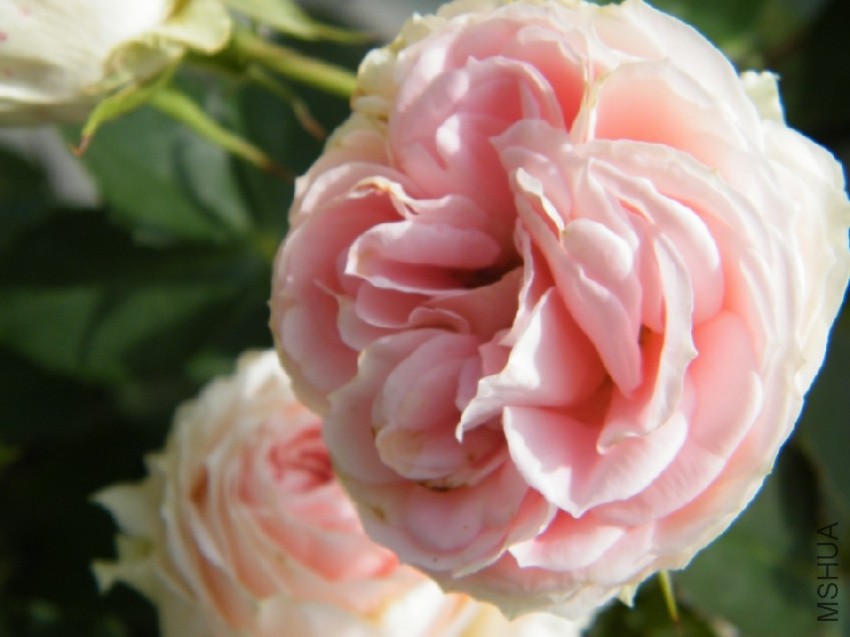 2017 05 10 015 ��������.jpg