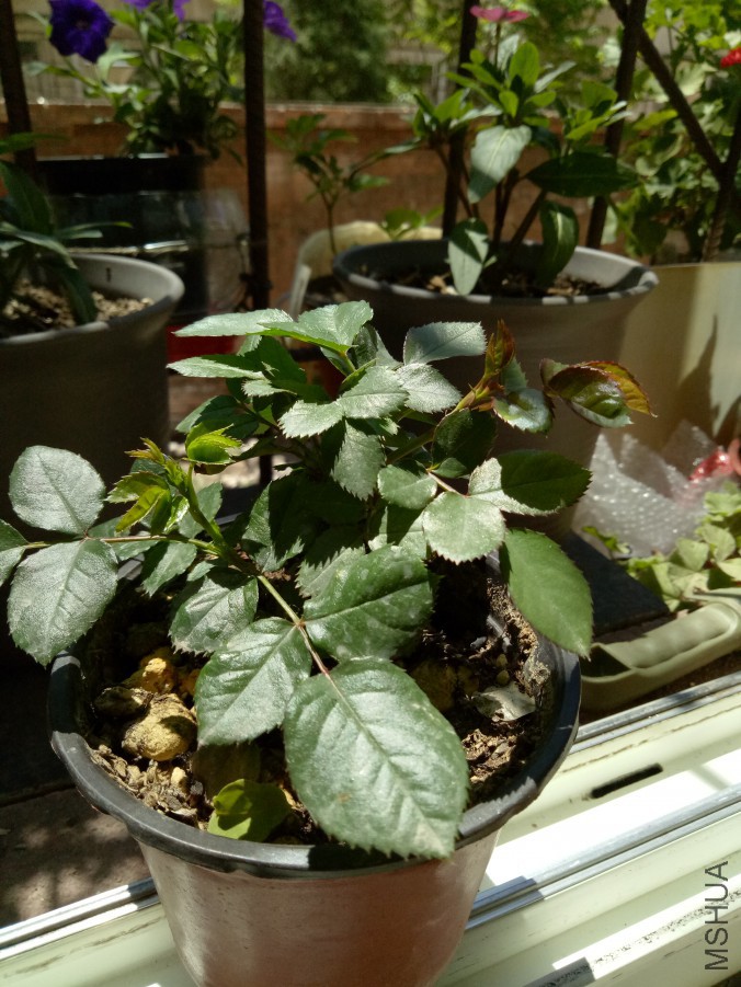 IMG20170525120137.jpg