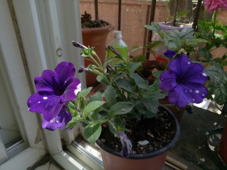 IMG20170525120303.jpg