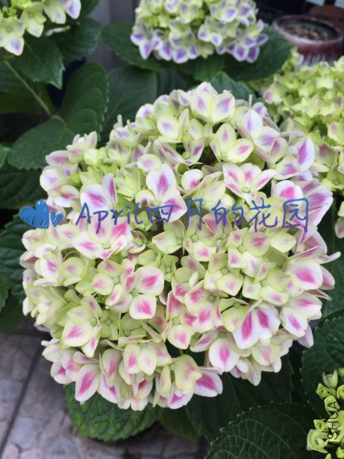 ����Ĵָ20170526094734.jpg