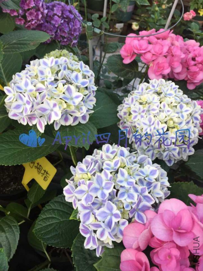 ����Ĵָ20170526094904.jpg
