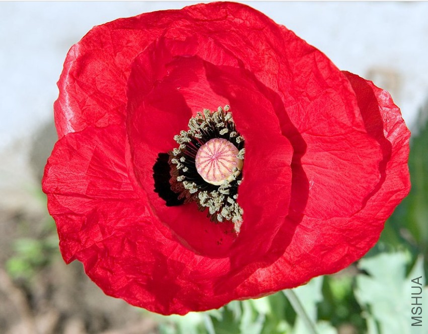 Papaver glaucum.JPG