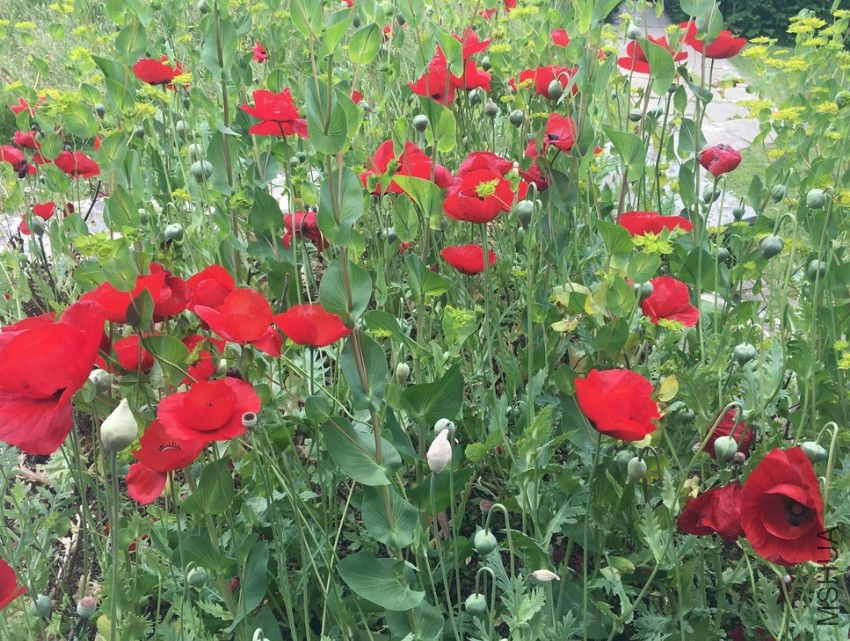 Papaver glaucum2.JPG