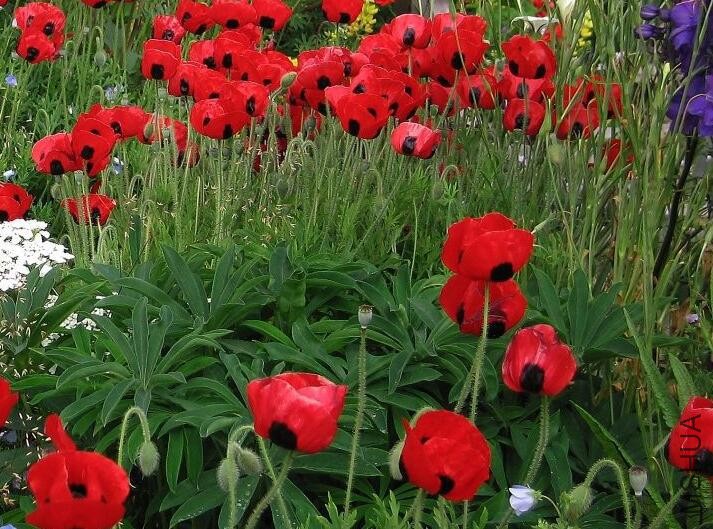 Papaver Commutatum.jpg