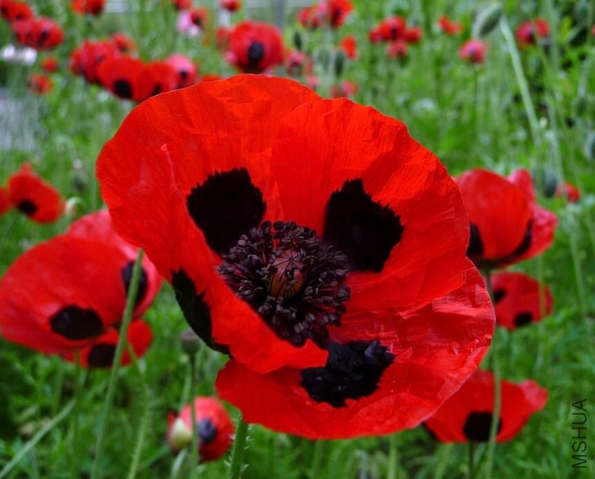 Papaver Commutatum3.jpg