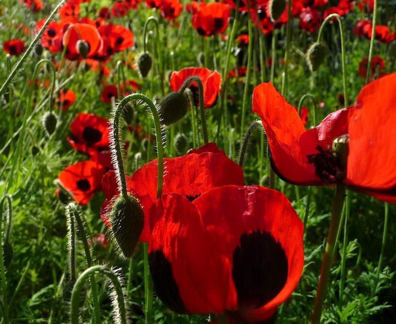 Papaver Commutatum4.jpg