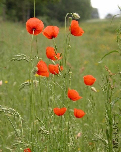 Papaver dubium4.jpg