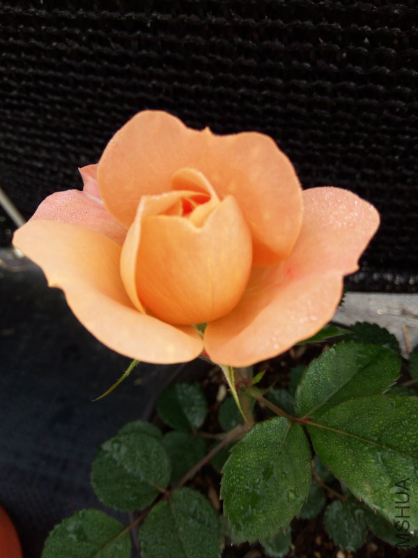 IMG_20170515_064956.jpg