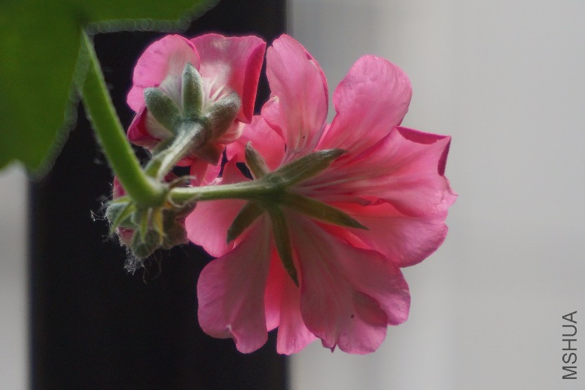 DSC00387.JPG