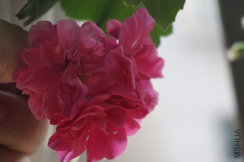 DSC00398.JPG