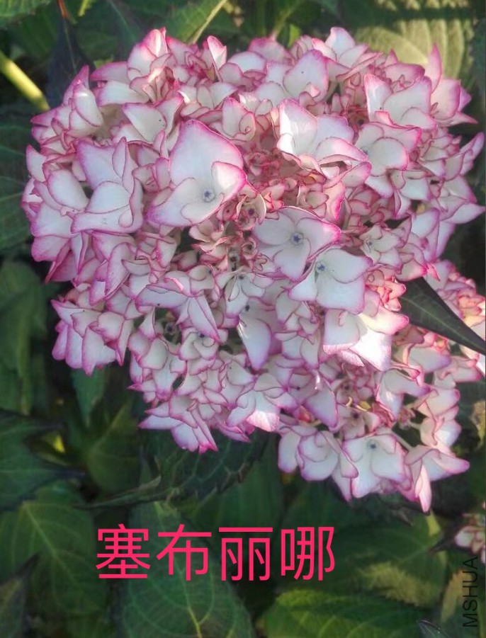 IMG_0675.PNG