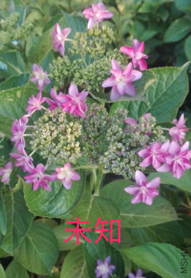IMG_0676.PNG
