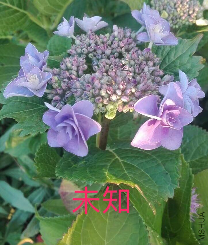 IMG_0677.PNG