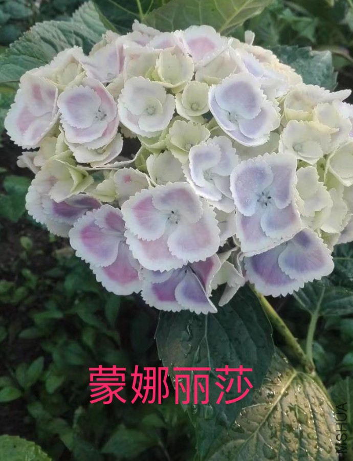 IMG_0679.PNG