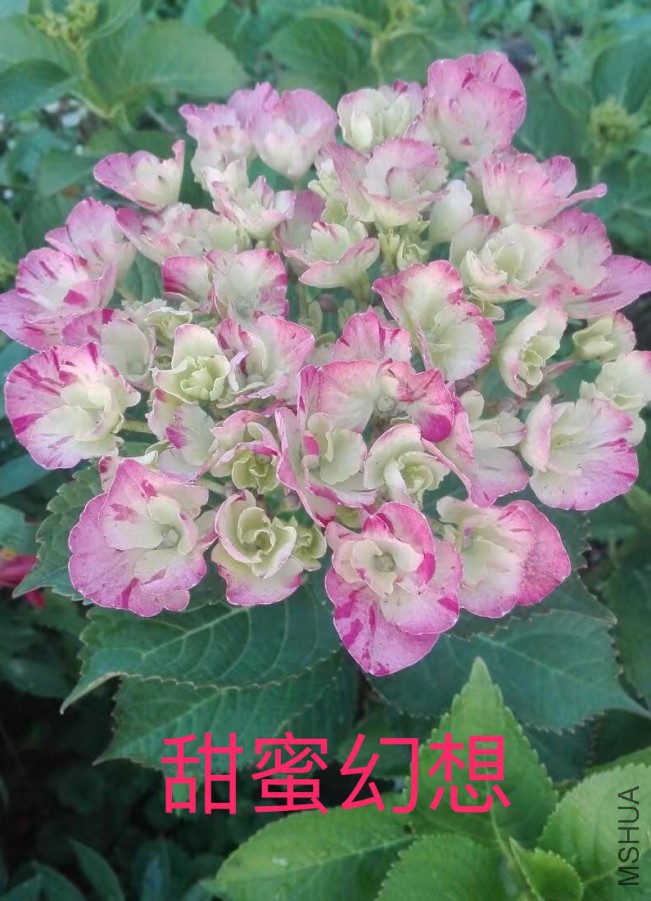 IMG_0684.PNG