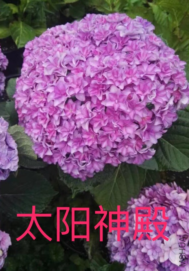 IMG_0688.PNG