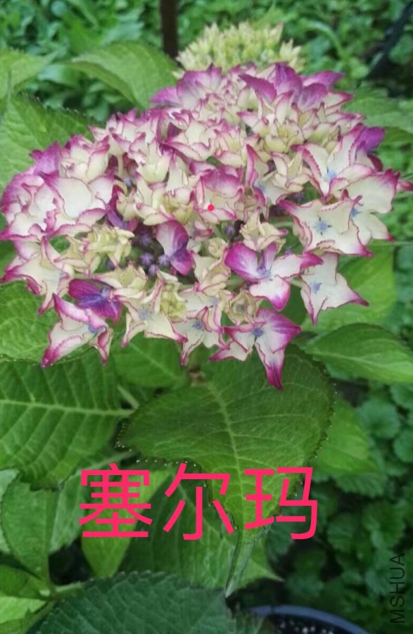 IMG_0689.PNG