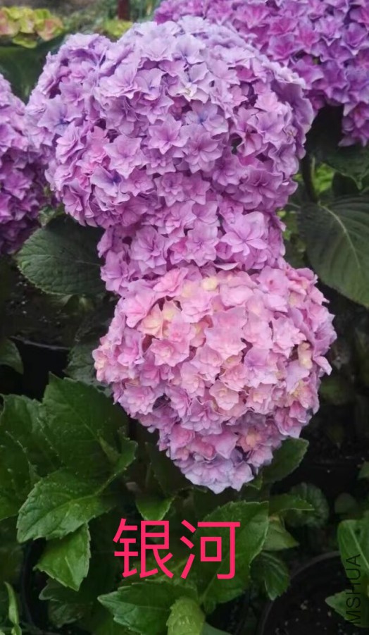 IMG_0690.PNG