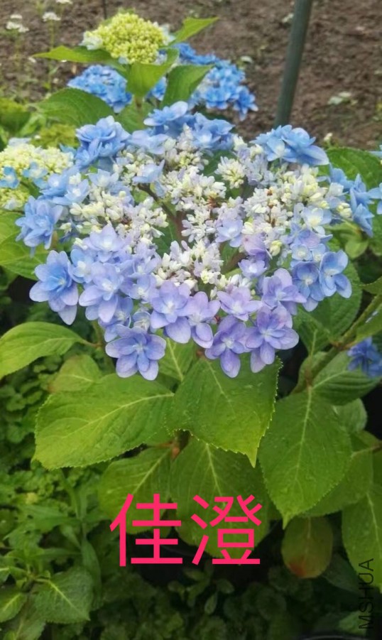 IMG_0692.PNG