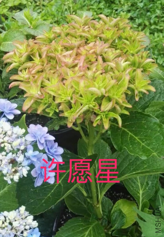 IMG_0693.PNG