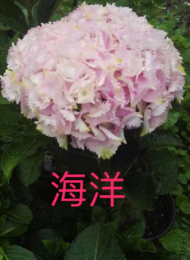 IMG_0695.PNG